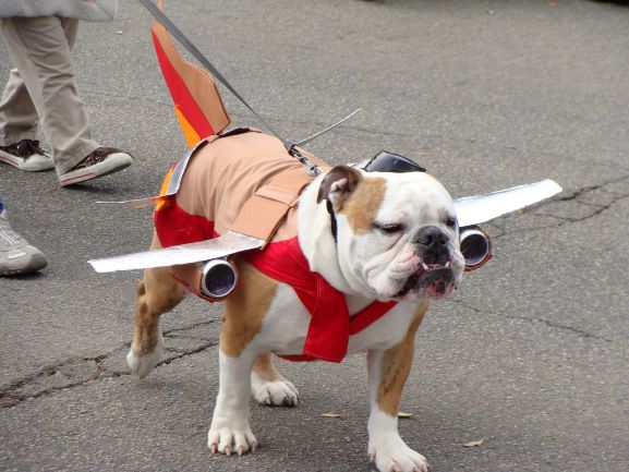 halloween dog logistics costume